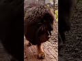 Tibetian mastiff just walks like a lion