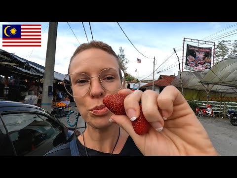A Strawberry Lovers Dream in Malaysia: Cameron Highlands 🍓 [Walking Tour of Tanah Ratah and Beyond]