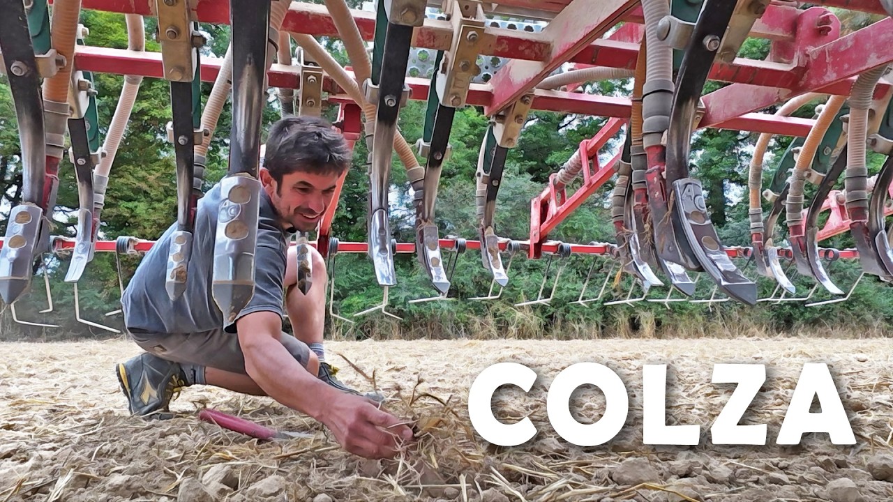 Je me couche ou je mise encore sur le colza - 2025