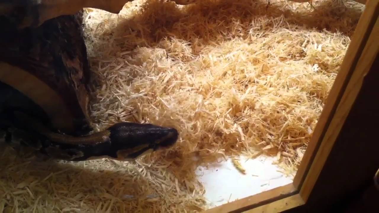 pythons for sale Coco eating a mouse.MOV