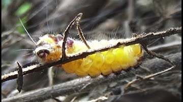 Grapeleaf Skeletonizer Larva of a Smoky Moth (Harrisina americana)