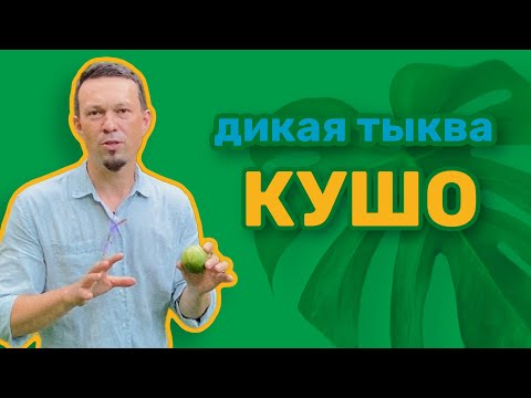 Видео: Сорта тыквы кушоу: советы по выращиванию тыквы кушоу