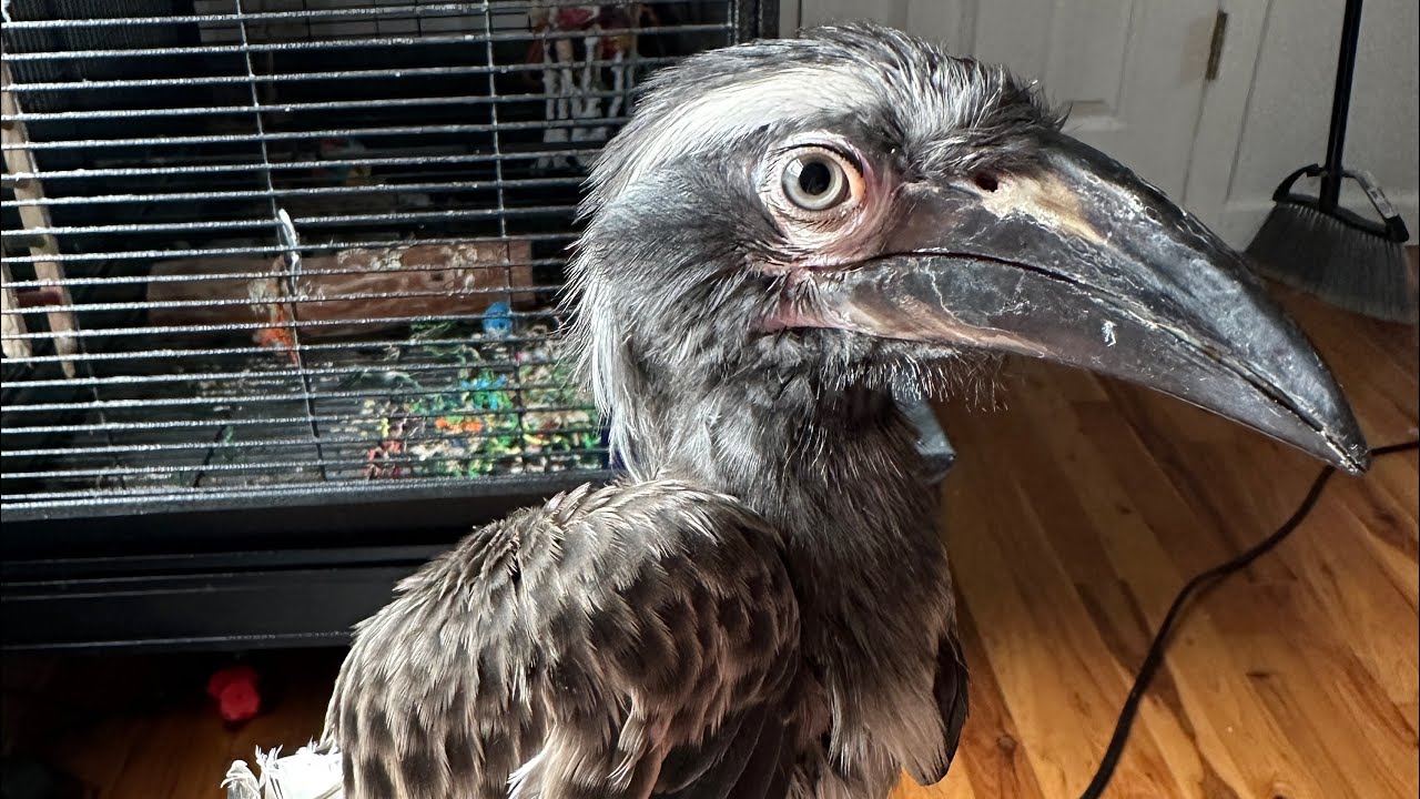 Pet African Grey Hornbill