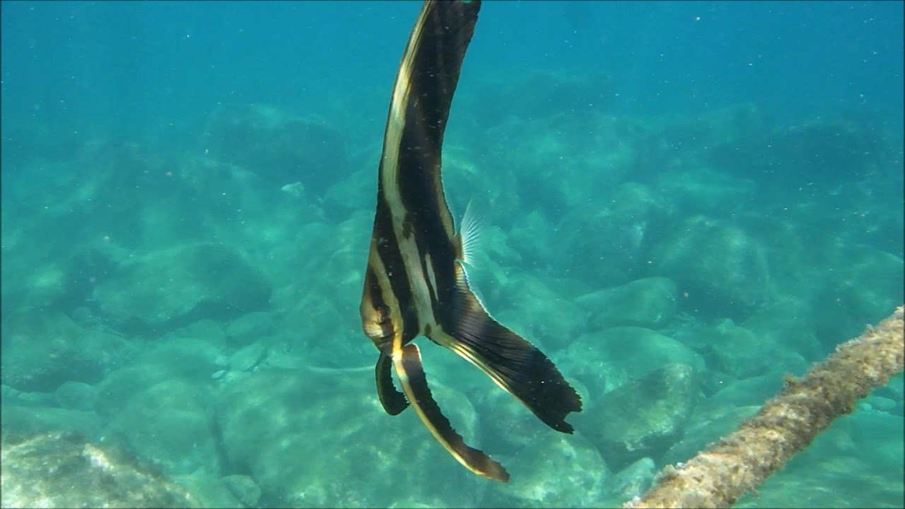 可愛いミカヅキツバメウオ 幼魚 黄金崎公園ビーチ Youtube