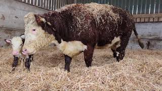 Watch this newborn pedigree Hereford bull calf take his first steps