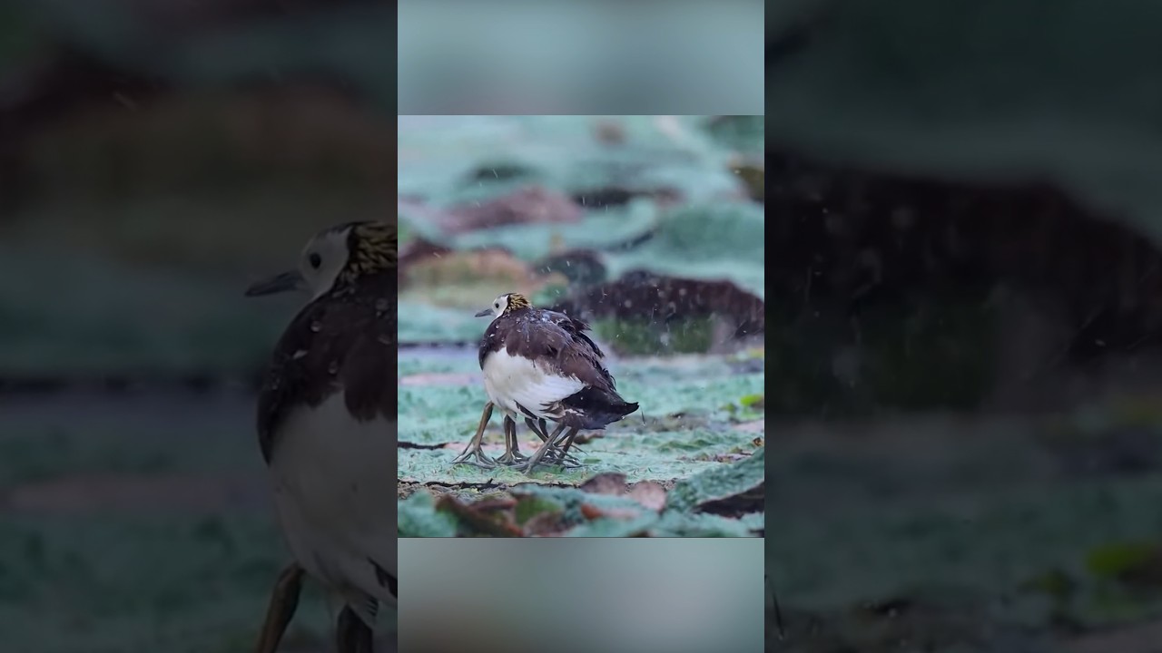 Отец года. Якана