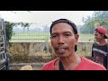 Update "Harga Kambing dan Domba  Pasar Sorobayan Naik tak terbendung" #domba #dombalokal#ternak#goat