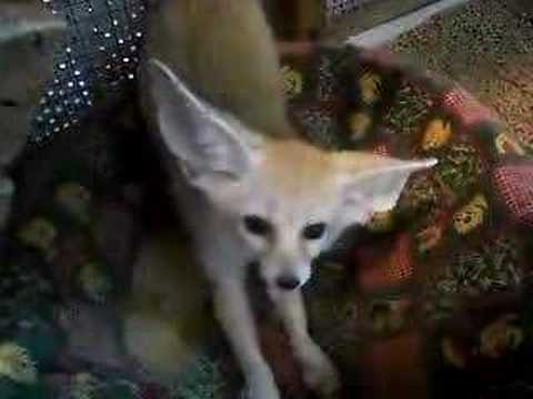 Zorro Del Desierto Vulpes Zerda Youtube