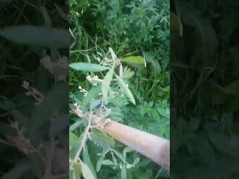 شجرة الزيتون في ايطار النمو تبارك الرحمان 