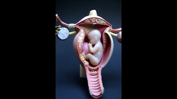 Why Sperm Can’t Enter: Cervical Mucus Plug Explained in 3D