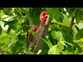 Hýl rudý (Carpodacus erythrinus),Karmingimpel,Common rosefinch