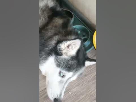 Слабоумие и отвага - YouTube