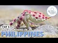 Scuba Diving Philippines - The Top 5 Dive Sites in the Country