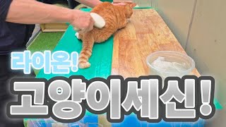 고양이 때빼고 광내주기