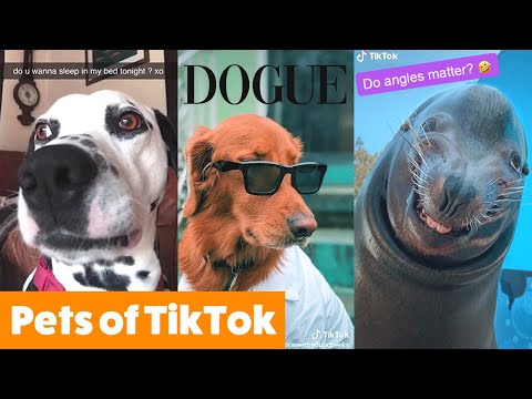 Silly TikTok Pets Funny Pet Videos