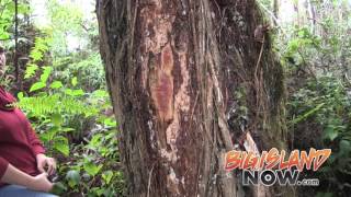 Rapid Ohia Death