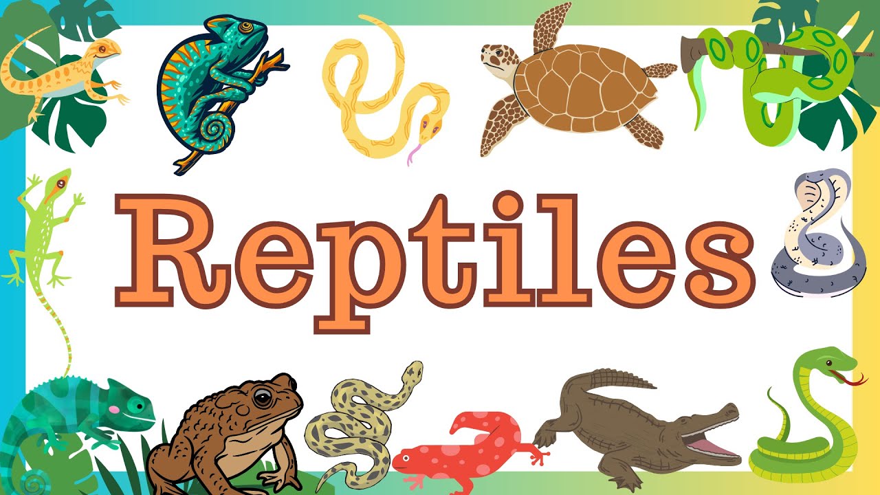 Reptiles in English for Kids | Learn about Reptiles | Educational Video