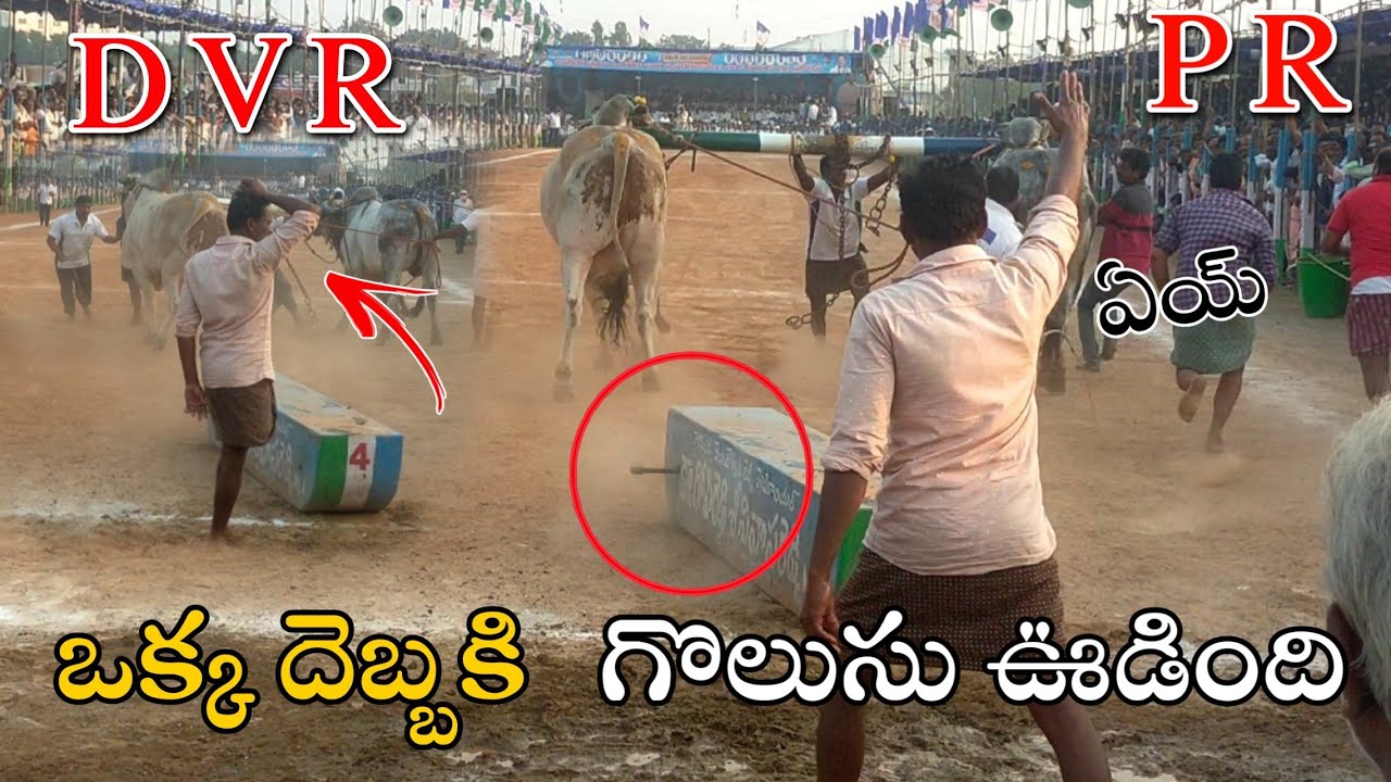 DVR & PR  Bulls | Narsaraopet2022 | Hyper Active | Bullrace  