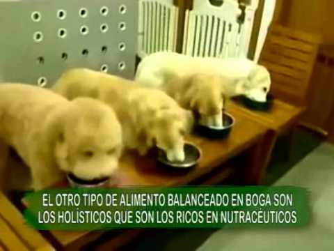 Video: 10 maneras maravillosas de vincularse con su perro