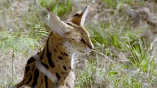 Serval Kittens Update