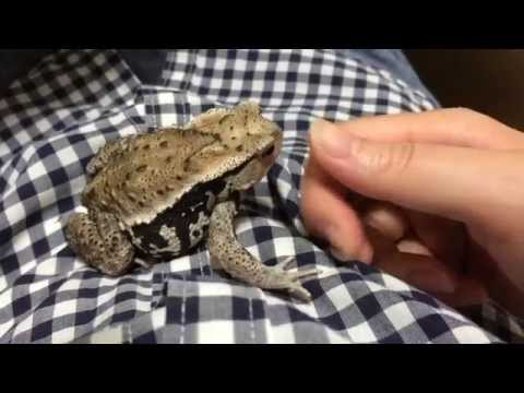 手に乗ってくるヒキガエル