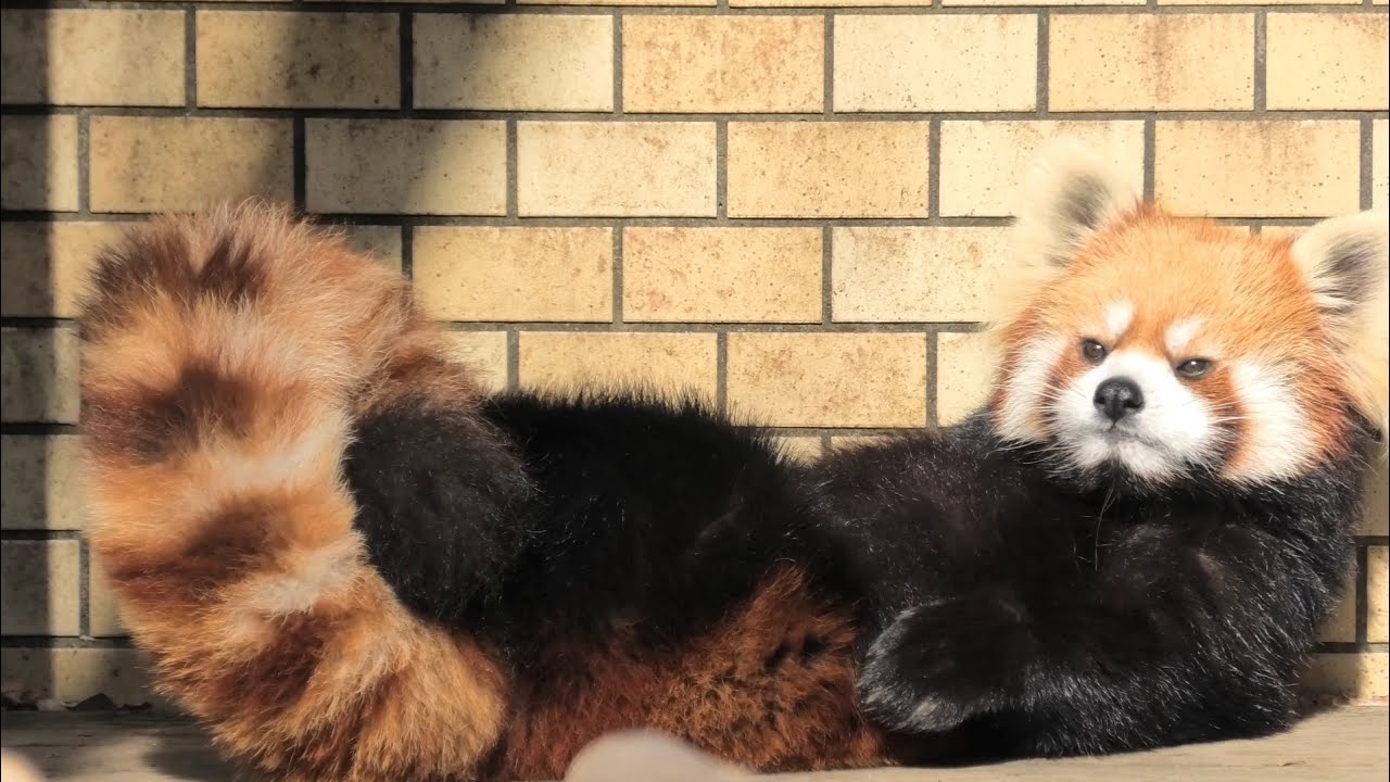 メロディのもふもふしっぽ