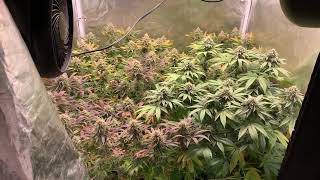 Full Garden Review!!!!