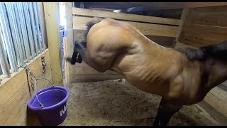 Problem Horse | Food Aggression