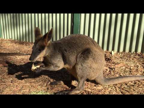 Wallaby Eating From an Ice Cream Cone