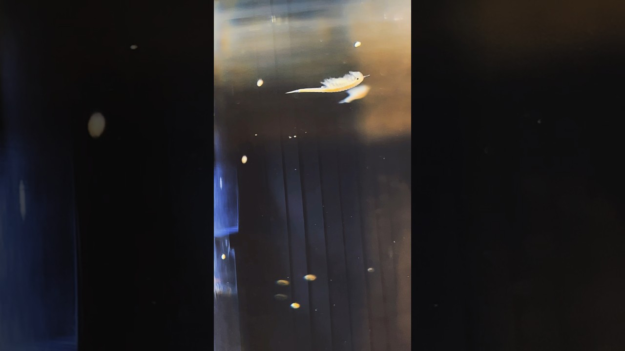 Branchiopods: A Magnificent Aquatic Symphony