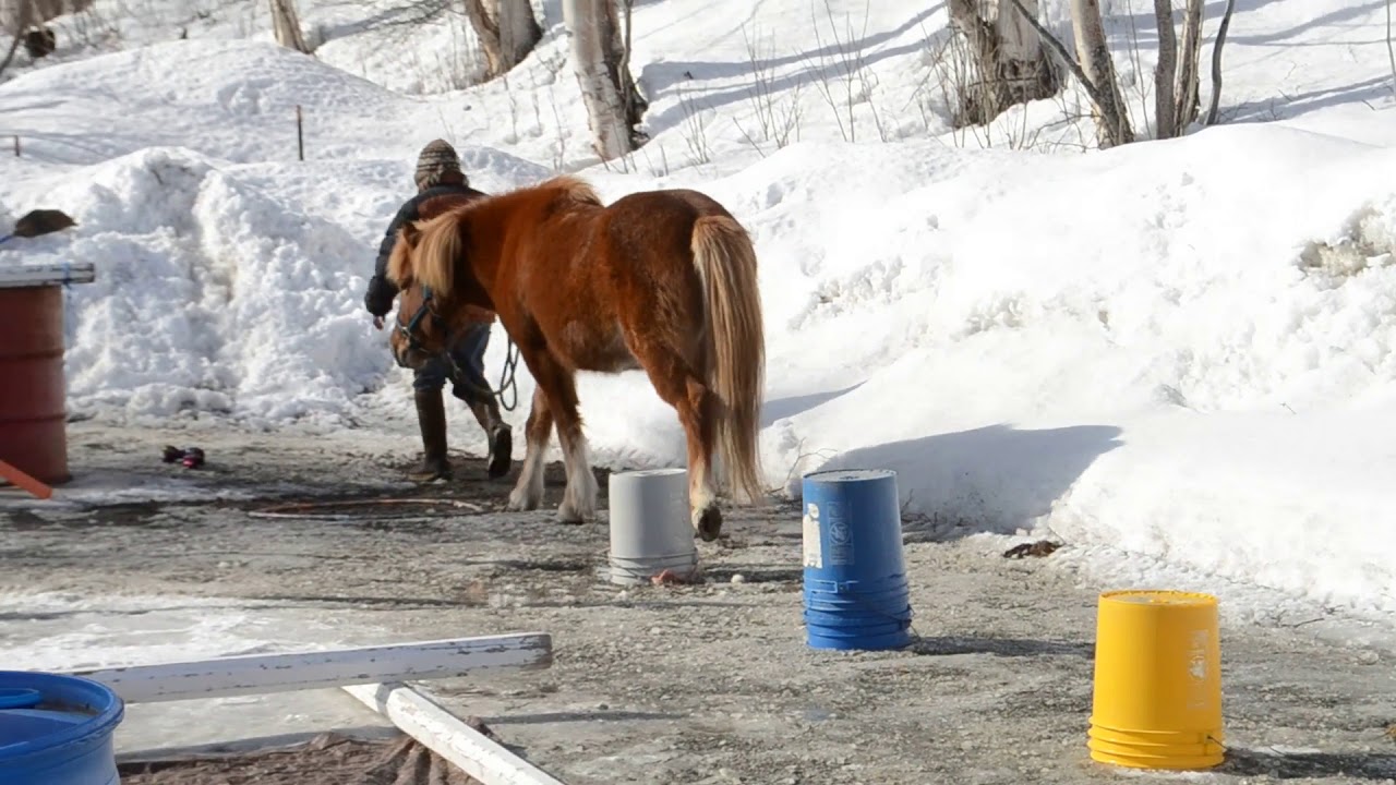 Alys Culhane and Raudi Advanced level 1 star walking Large pony March 2020