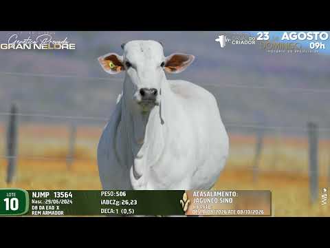 LOTE 10