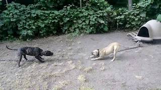 Kendrick Kennels..poppy Clicked On The Rope