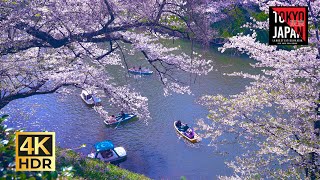 [ Tokyo | Japan🇯🇵]  Cherry Blossom 2024 , The other side of Chidorigafuchi |  千鳥ヶ淵緑道の逆サイドから見た桜並木