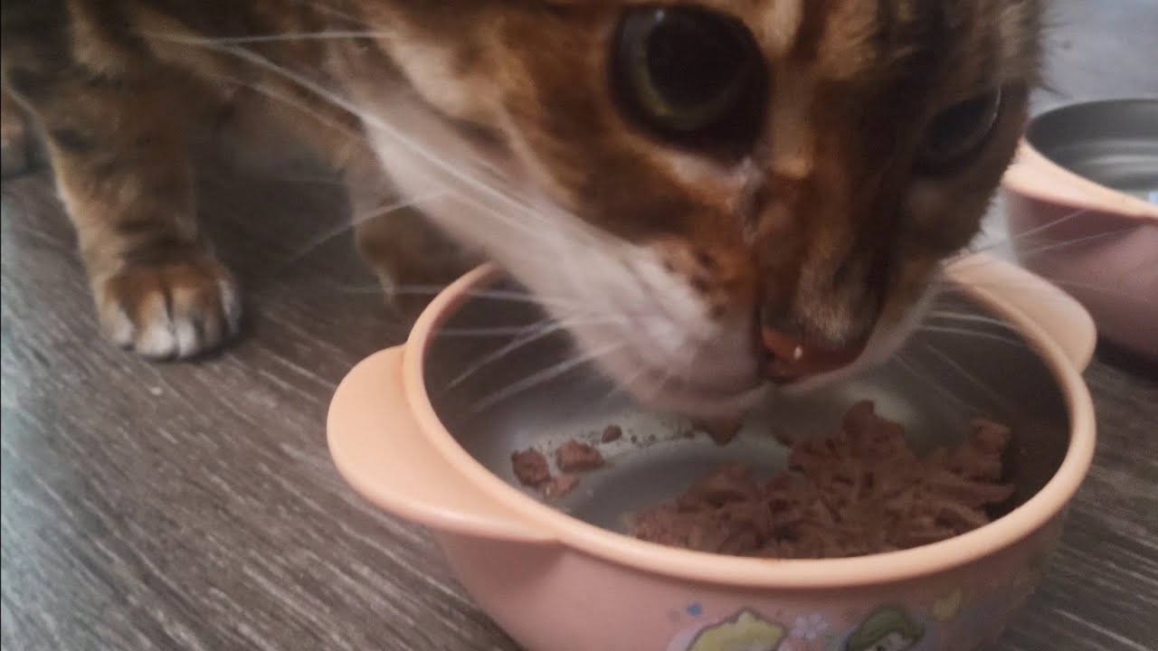 Bengal Cat Kokoa Happily Eats Her Tuna (Cat Mukbang) (뱅갈 고양이 먹방) YouTube