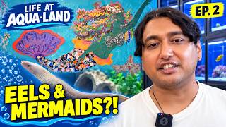 Eels, Tank Cleaning & a Mermaid?! | Life at Aqua-Land Ep. 2