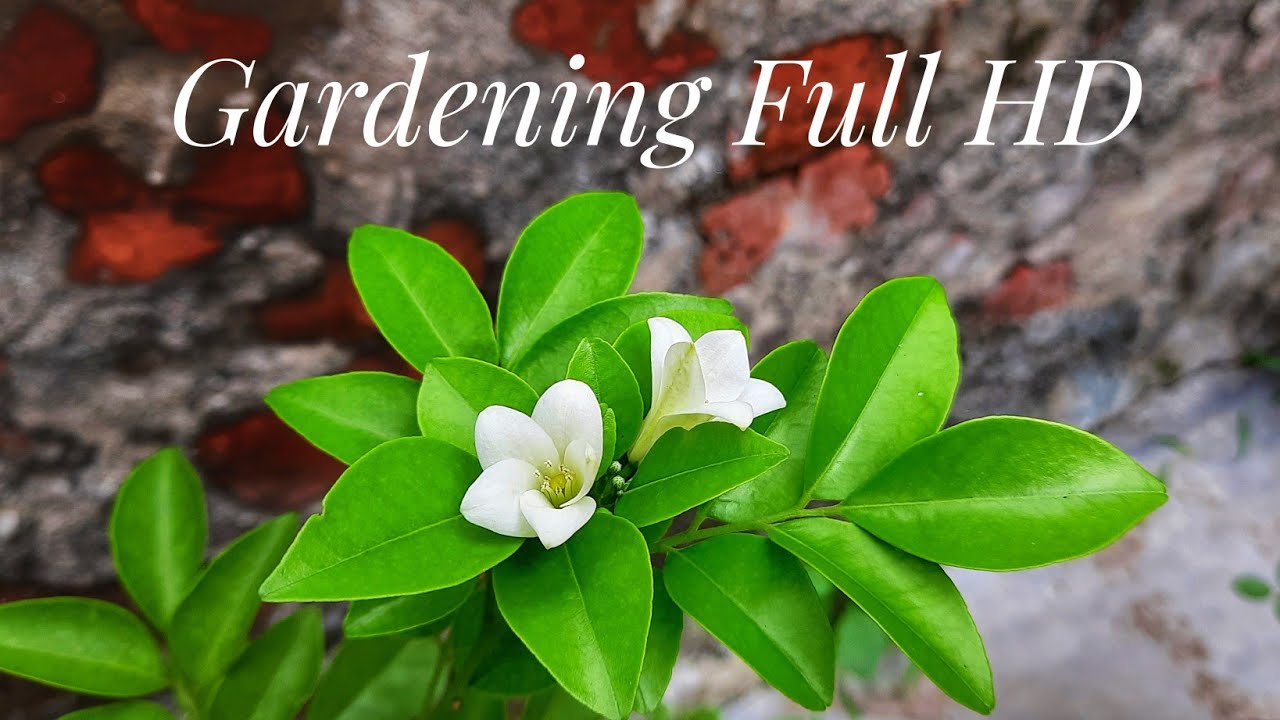 Gardening Full HD Film YouTube