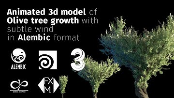 Realistic Growing Olive Tree | 3d Model