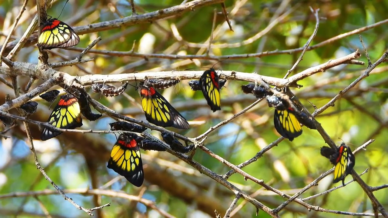 豔粉蝶*學名：Delias pasithoe*別名:紅肩粉蝶*又名:報喜斑粉蝶☆雅集攝影製作☆攝於：桃園市復興區角板山公園☆拍攝日期：115.01.13