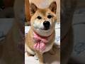 #柴犬 #柴犬のいる暮らし #dogsofinstagram #dogshorts #dog #shibainu #癒し #cute #しばいぬ #かわいい犬 #心亜