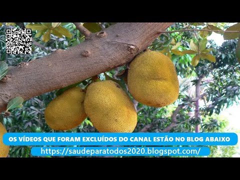 dantes edmond Jaca ( Artocarpus heterophyllus ) serve para os dentes e ossos