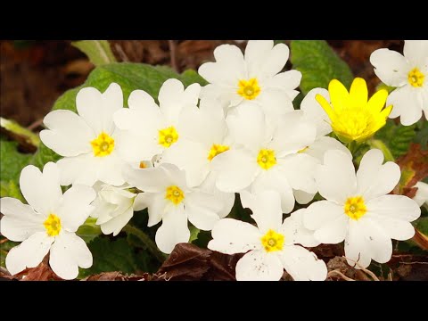 ხარება - მამა ბენიამინი (07.04.21 წ.)