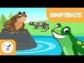 Los anfibios para niños - Animales vertebrados - Ciencias naturales para niños