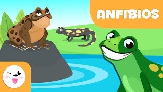 exégesis Ejecución diversión Los anfibios para niños - Animales vertebrados - Ciencias naturales para  niños - YouTube
