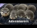 【カワウソ赤ちゃん】Towa隊長と、小さな冒険者たち。Capt.Towa and the little Adventurers!【特別編】