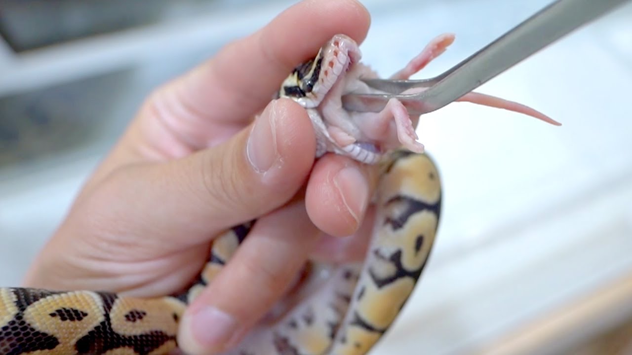 Two months after we welcomed home our baby snake that couldn't
