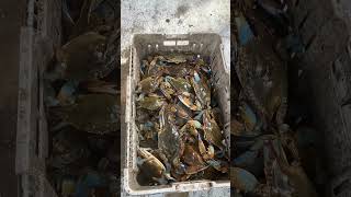 Big Blue Crabs!!! Swamp People!!! Louisiana Bayous!!!