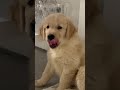 así se sintió la primera semana con nala 😂❤️‍🩹