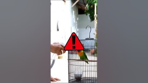 "STOP! LAKUIN INI PADA BURUNG KESAYANGAN MU!" #shorts #birds #veo3