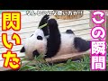 Baby panda Fuhin, Bamboo is not a cigarette !!in Shirahama Adventure World,japan